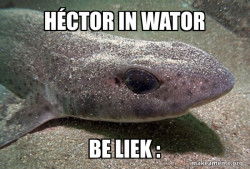 Dirty Joke Dogfish