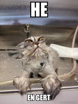 Cat Bath Returns