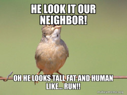 Common Opinion Sparrow