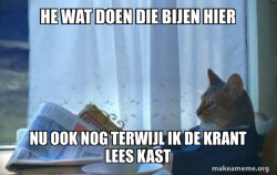 Sophisticated Cat