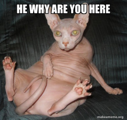 Hairless Cat