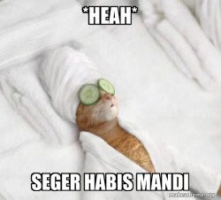Pampered Cat Meme