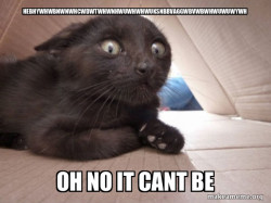 Schitzo Cat