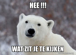 Popular Opinion Polar Bear