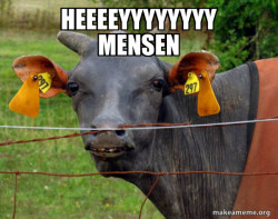 Hairless Cow