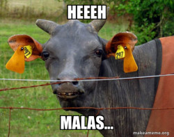 Hairless Cow