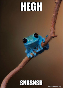 Small Fact Frog