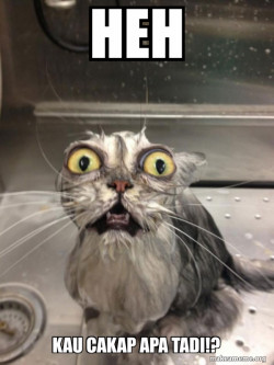 Cat bath
