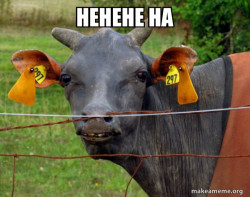 Hairless Cow