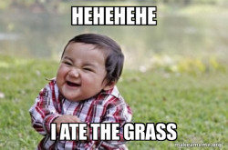 Grassboi
