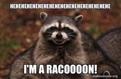 Evil Plotting Raccoon