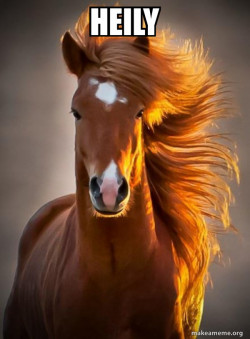 Ridiculously photogenic horse