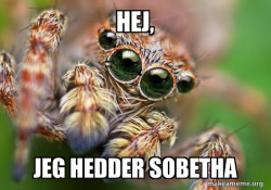 Hipster Spider