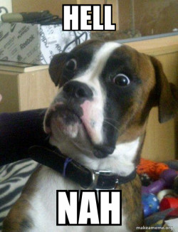Skeptical Dog