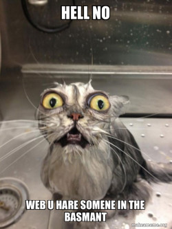 Cat bath