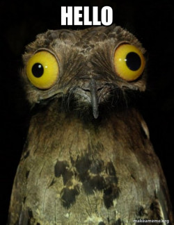 Weird Stuff I do Potoo