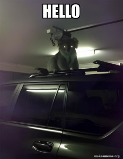 Drop Bear