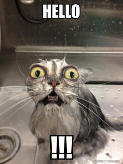 Hello cat
