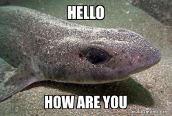 Dirty Joke Dogfish