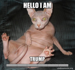 Hairless Cat