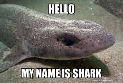 Dirty Joke Dogfish