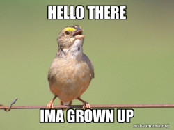Common Opinion Sparrow
