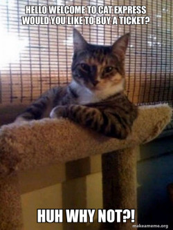The Most Interesting Cat in the World