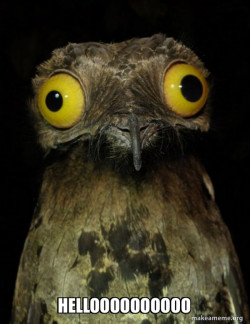 Weird Stuff I do Potoo