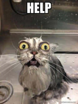 Cat bath