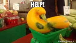 Gourd Advice Mallard