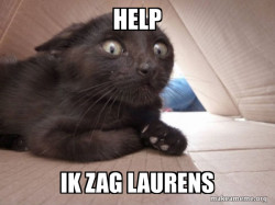 Schitzo Cat