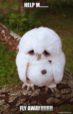 Sad Owl