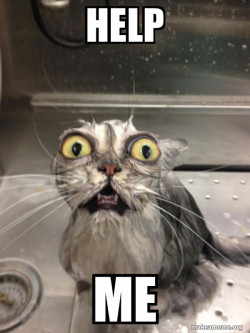 Cat bath