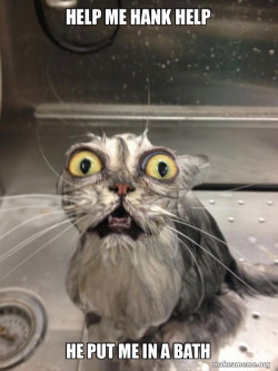 Cat bath