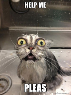 Cat bath