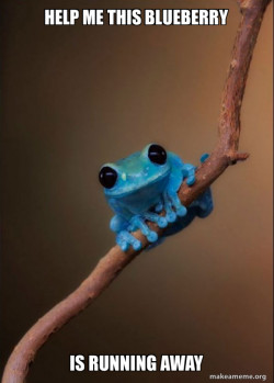 Small Fact Frog