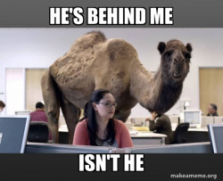 Hump Day Camel