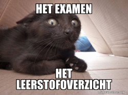 Schitzo Cat