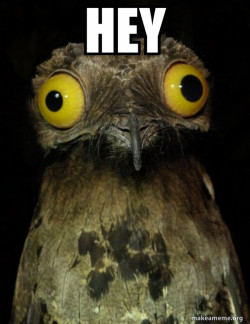 Weird Stuff I do Potoo