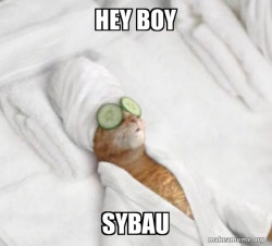 Pampered Cat Meme