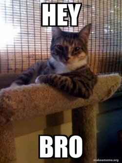 The Most Interesting Cat in the World