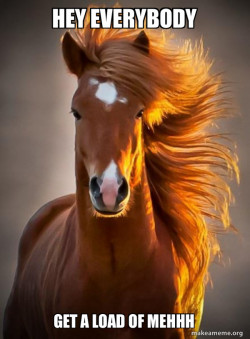 Ridiculously photogenic horse