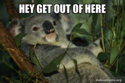 Laid Back Koala