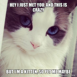 Ridiculously Photogenic Cat