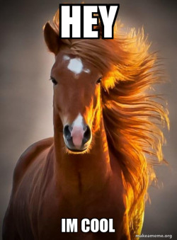 Ridiculously photogenic horse