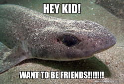 Dirty Joke Dogfish