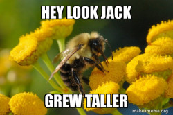 Good Guy Bee
