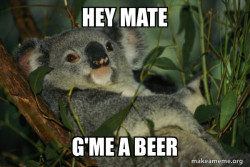 Laid Back Koala