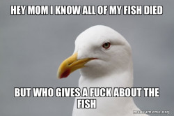 Stuff That Didn't Happen Seagull