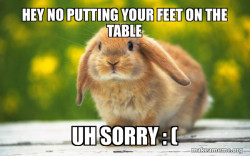 Regretful Rabbit